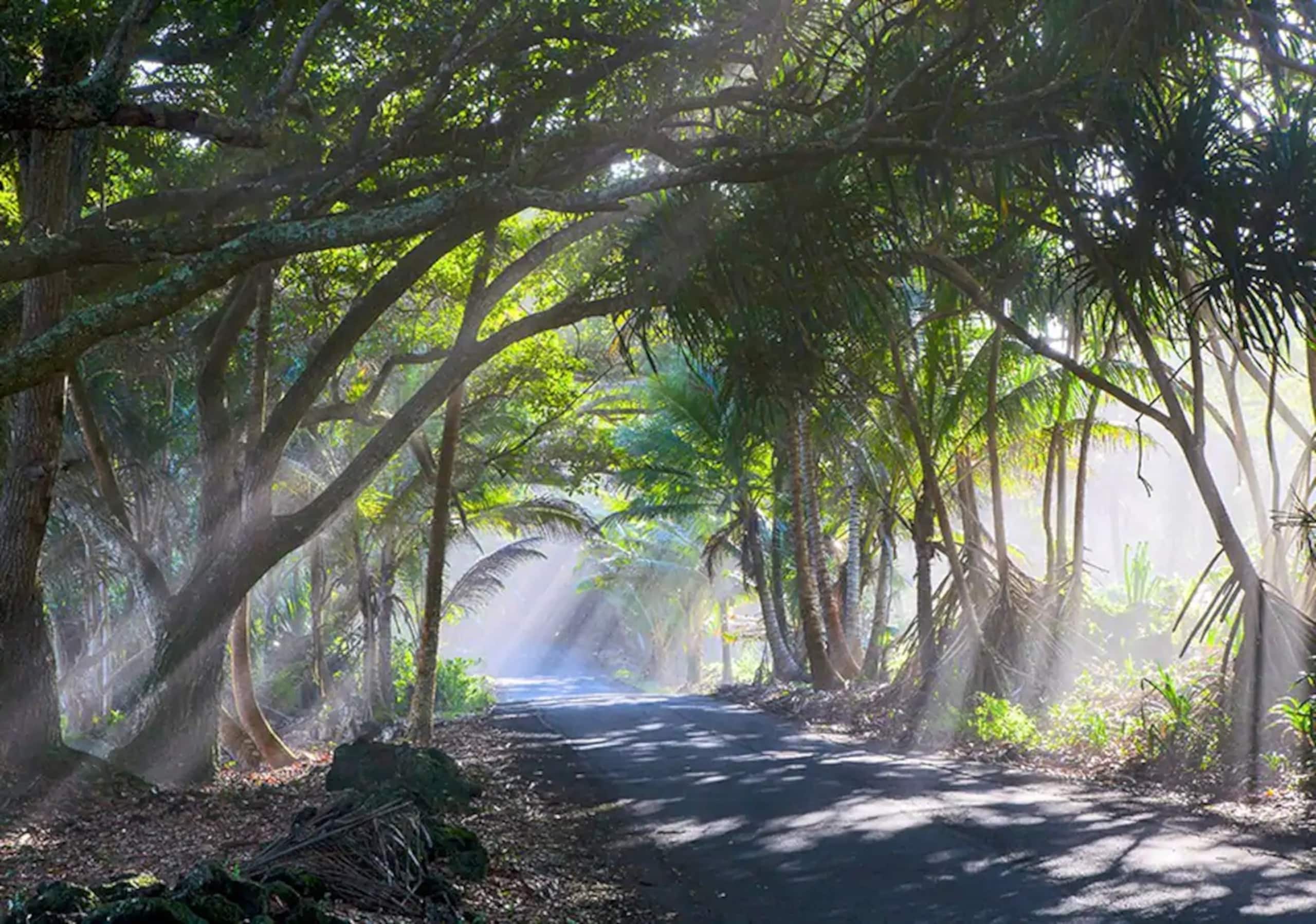 Pahoa Paradise Palms - Photo 42