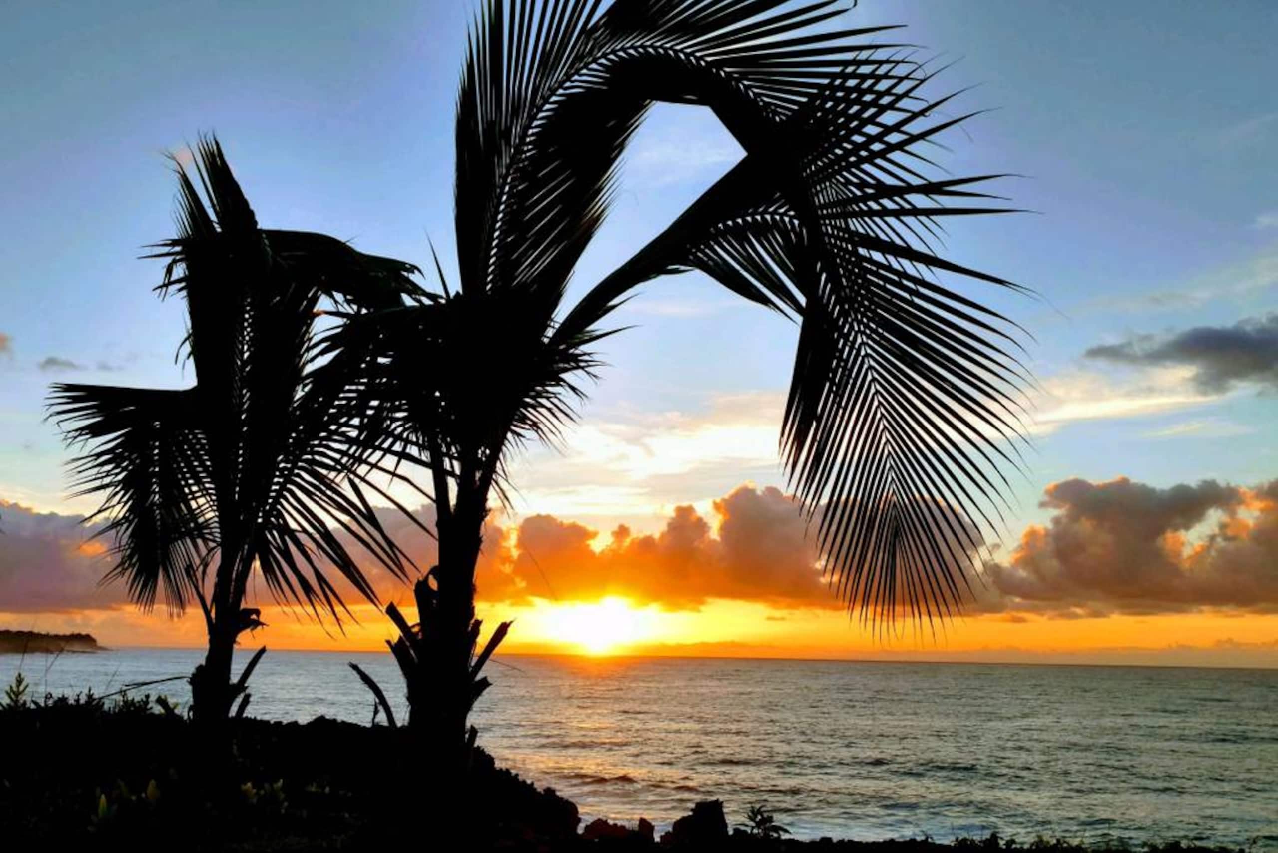 Pahoa Paradise Palms - Photo 40