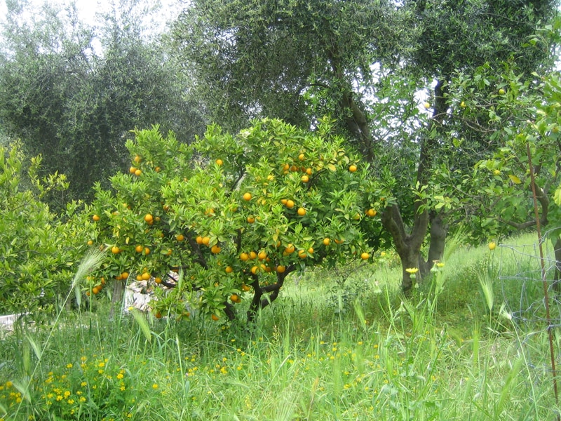 A lush garden scene is depicted, featuring a vibrant orange tree laden with fruit amidst tall grass and wildflowers. Olive trees are visible in the background, adding to the natural greenery of the landscape.