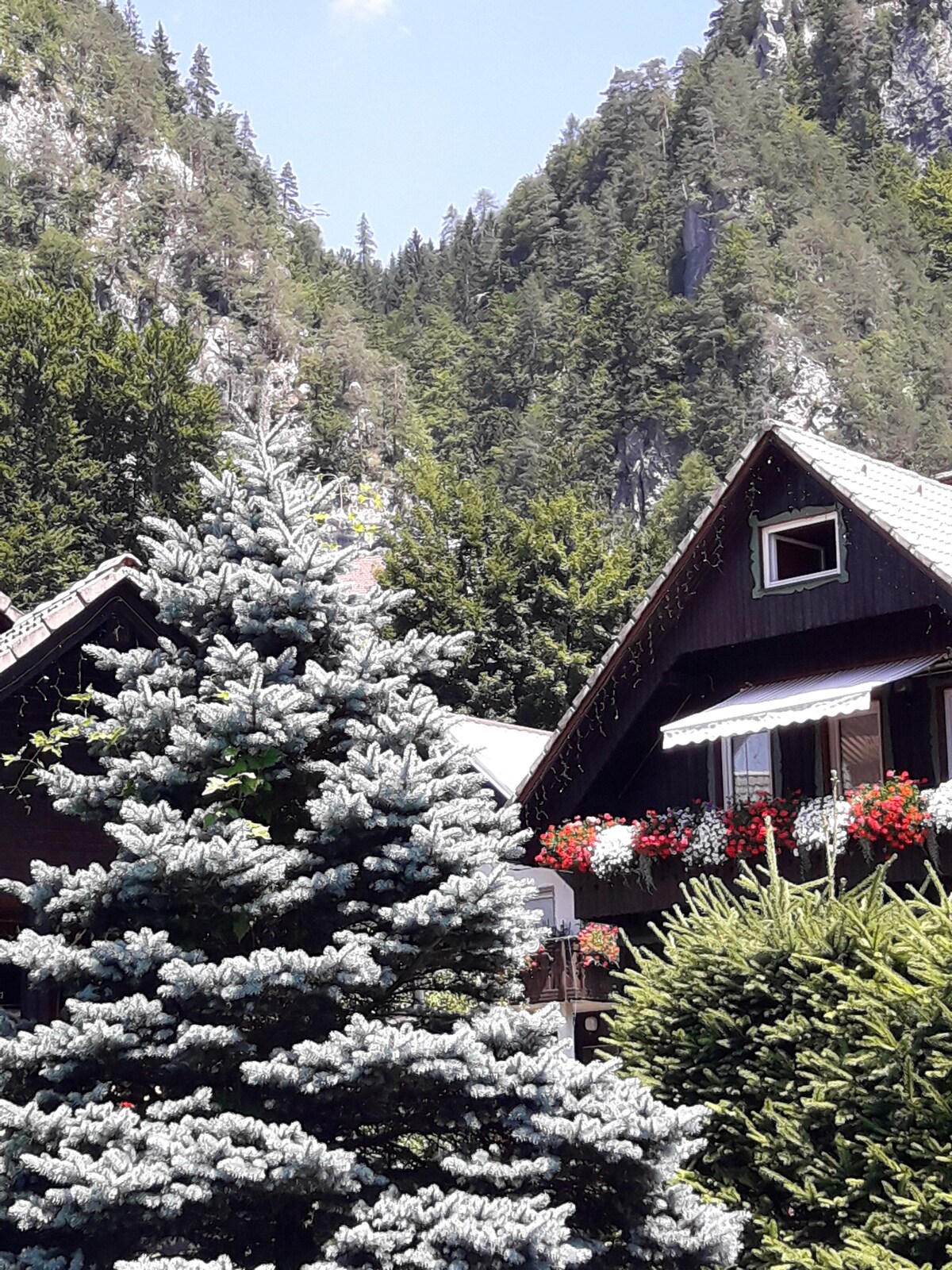 Charming wooden houses are nestled among lush greenery, showcasing traditional architecture. A frosted evergreen tree stands in the foreground, while colorful flower boxes adorn the balconies, creating a vibrant contrast against the surrounding mountainous backdrop.