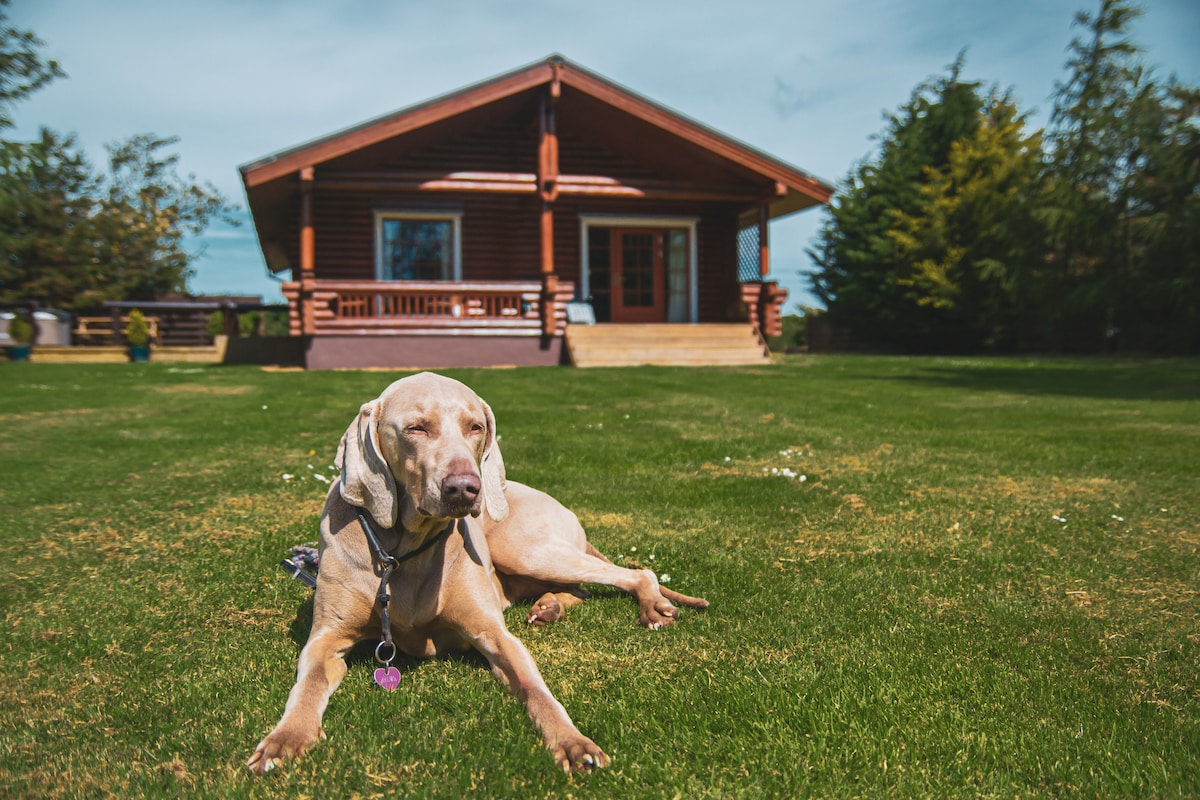 A well-maintained lodge is set against a clear blue sky, with a spacious garden in the foreground. A dog is lounging on the green grass, with the lodge's large windows and wooden porch visible in the background, contributing to a sense of outdoor leisure.