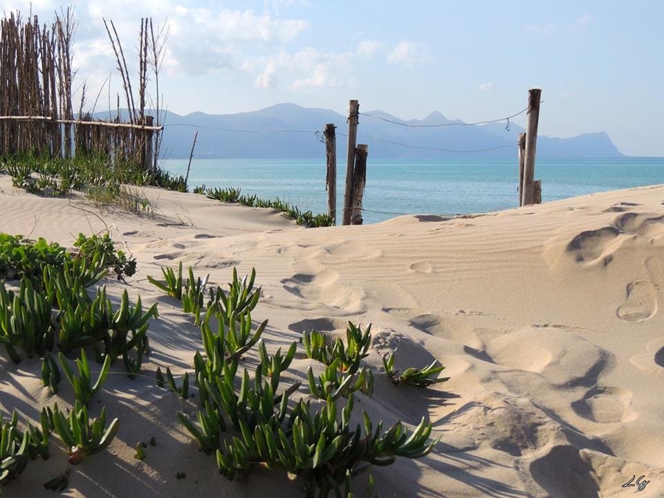 Soft sandy terrain is displayed with vibrant green plants sprouting among the dunes. A row of weathered wooden posts creates a boundary, leading the eye toward a serene blue sea and distant mountains under a gently cloudy sky.