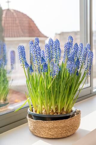 The HostMaster Lighthouse Aura gallery image 5