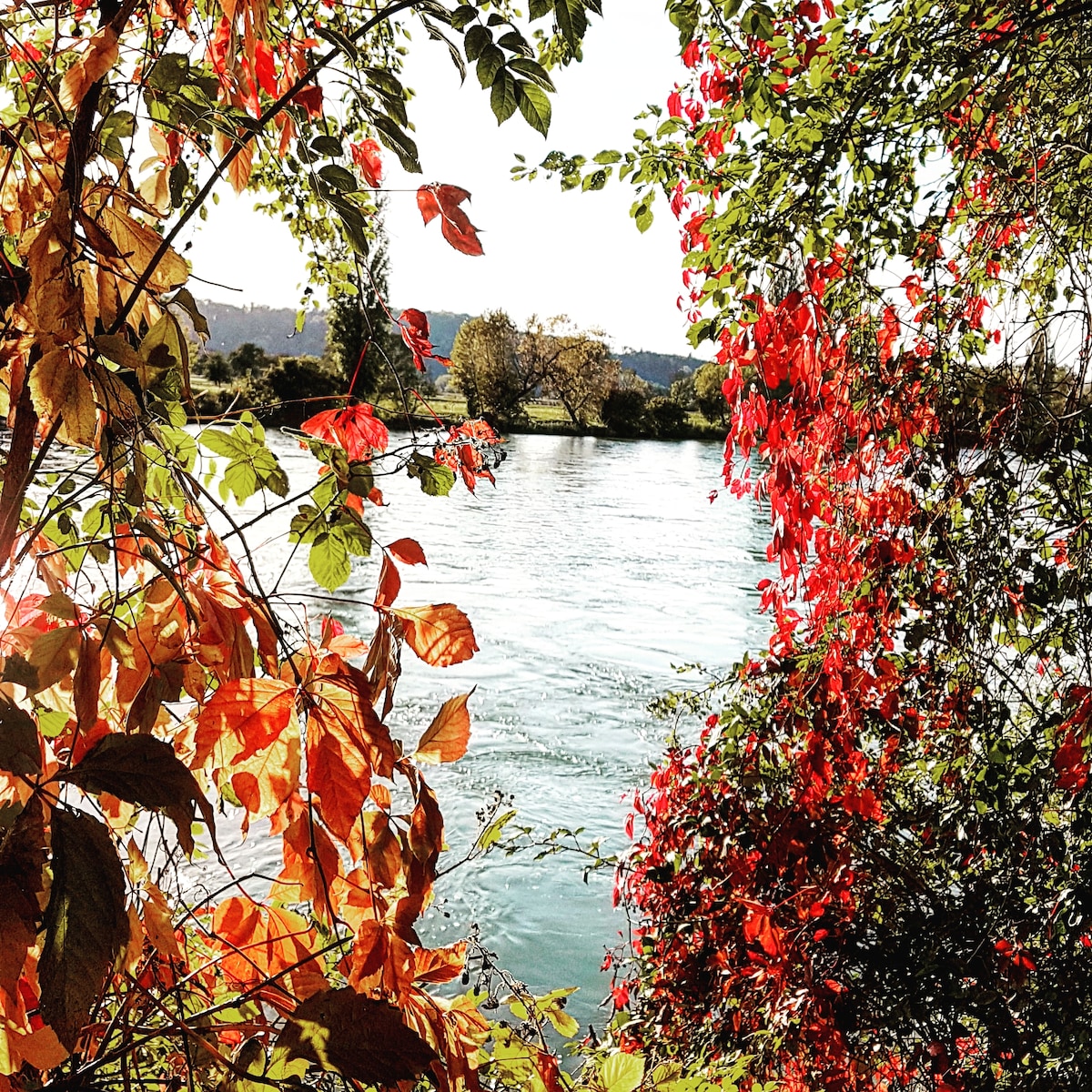 The image captures a serene riverside scene framed by foliage. Vividly colored leaves in shades of red and orange contrast against the calm blue water, while green trees are visible along the riverbank in the background, suggesting a tranquil natural setting.