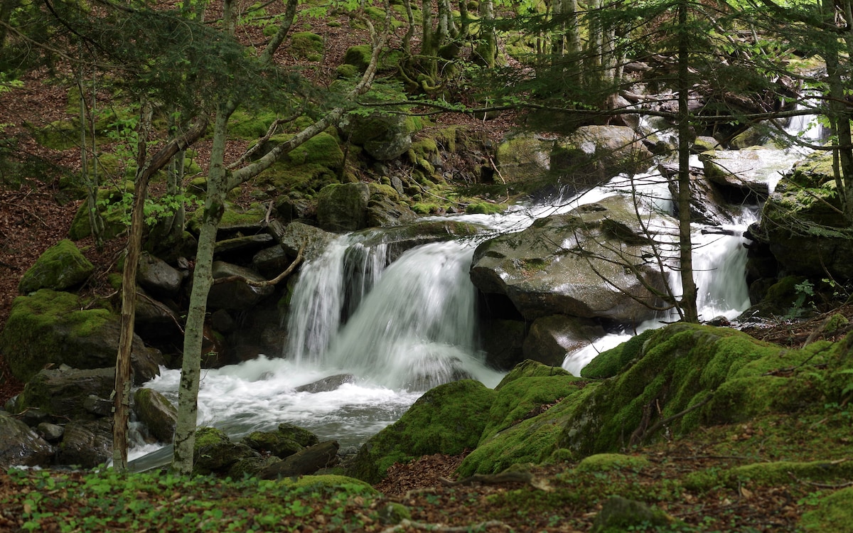A gentle stream flows over smooth rocks, surrounded by lush green moss and dense trees. Sunlight filters through the leaves, creating dappled light on the water's surface. The serene setting highlights the natural beauty of the area.