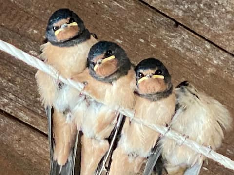 Apartment "Alte Eiche"
Rastede/Oldenburg