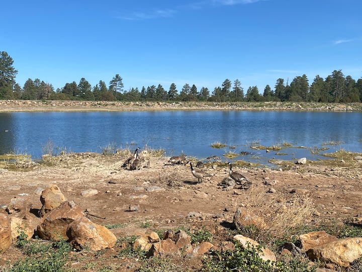 Blissful Elk Getaway In Pinetop Arizona On 1 Acre - Pinetop-Lakeside, AZ
