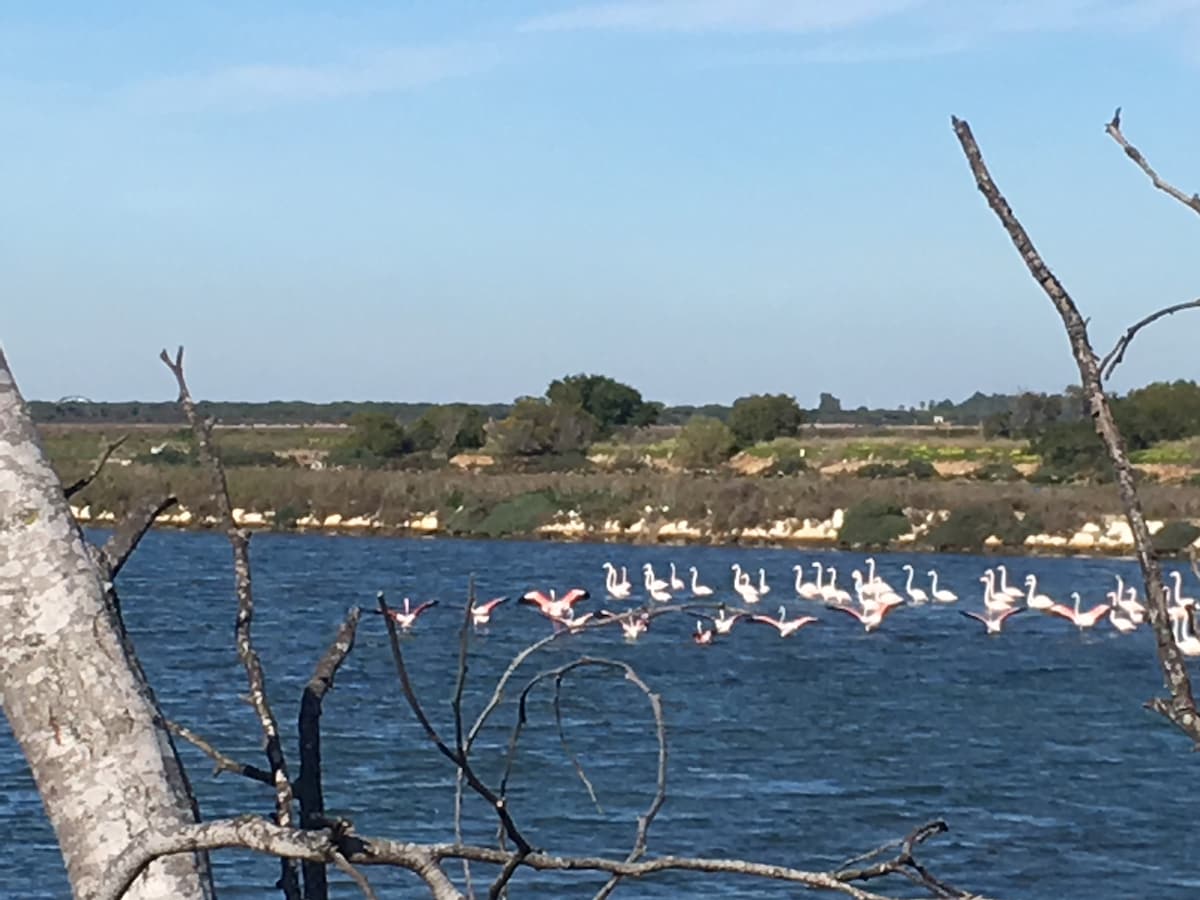 Erfolgreiche Airbnb-Immobilie: Cosy apartment at the beach in Chiclana De La Frontera