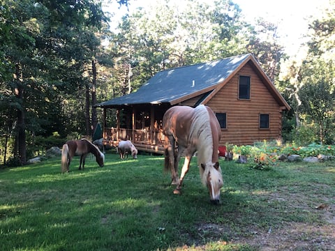 Top Airbnb: The Solar Powered Dogtown Cabin at Applecart Farm in North Shore