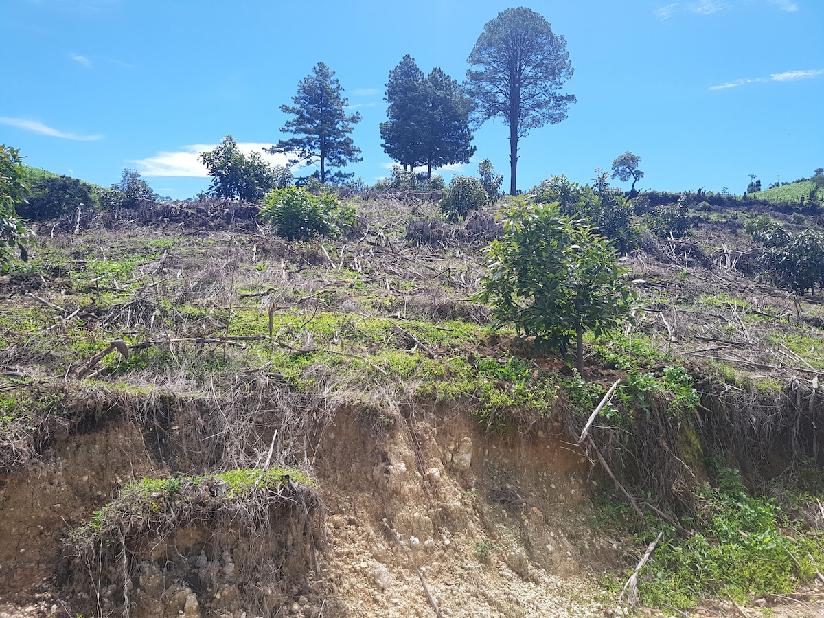 A landscape showcasing a gently sloping terrain that features sparse vegetation. Young pine and cypress trees are visible among the greenery, along with several avocado trees. The ground has been recently cleared, revealing a mix of soil and cut vegetation under a clear blue sky.