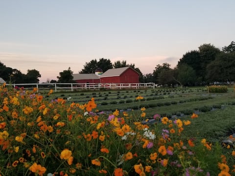 Top Airbnb: Purple Haze Farm; a lavender farm stay in Conesus Lake
