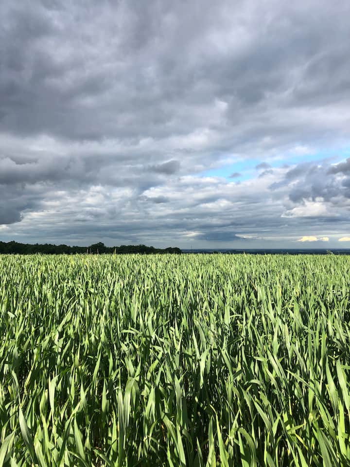 Quirky family retreat near the peaks Houses for Rent in Grenoside, England, United Kingdom