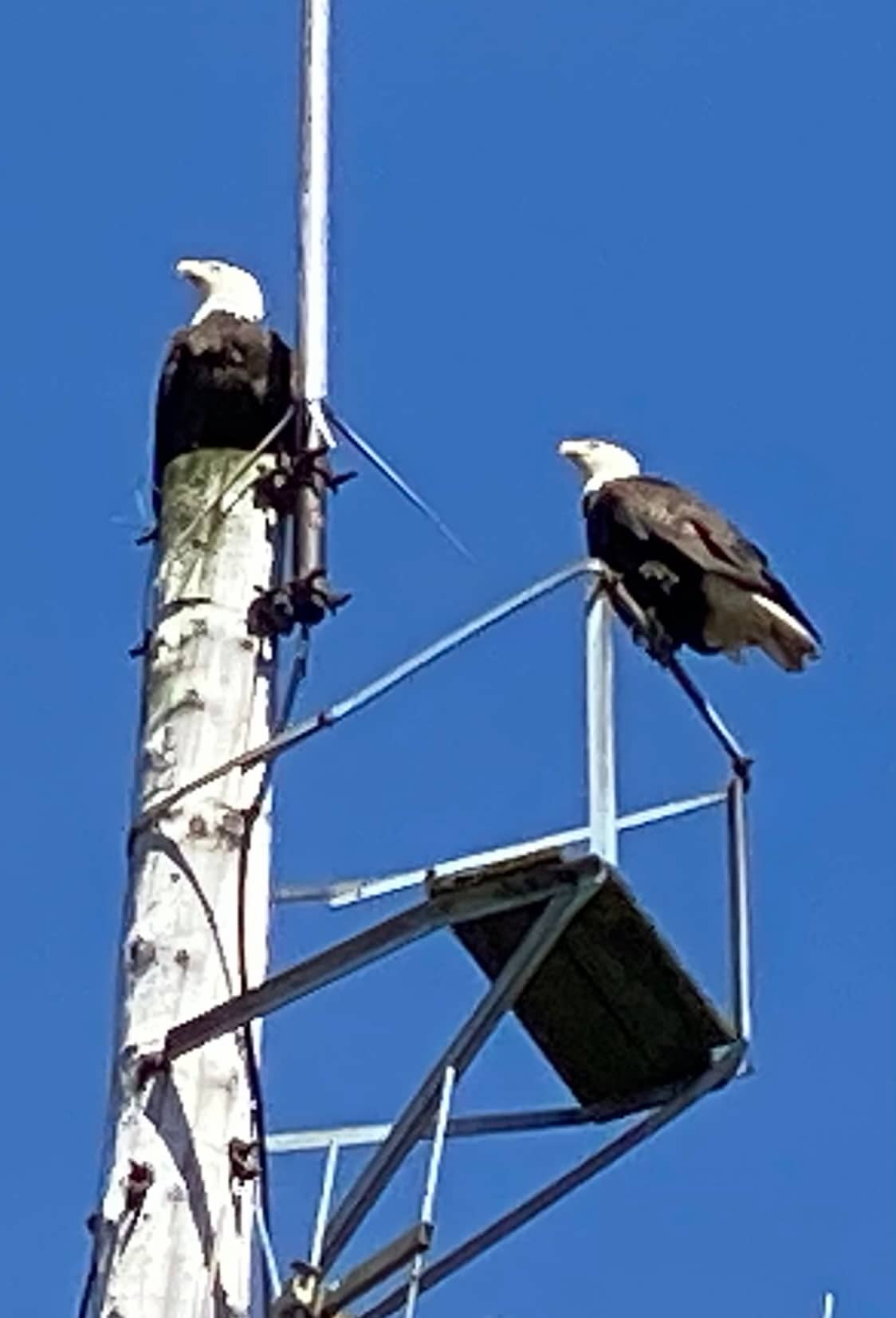 Two bald eagles perch on top of a tall wooden pole, which features a metal structure next to it. The clear blue sky serves as a backdrop, emphasizing the eagles' distinctive white heads and dark bodies.