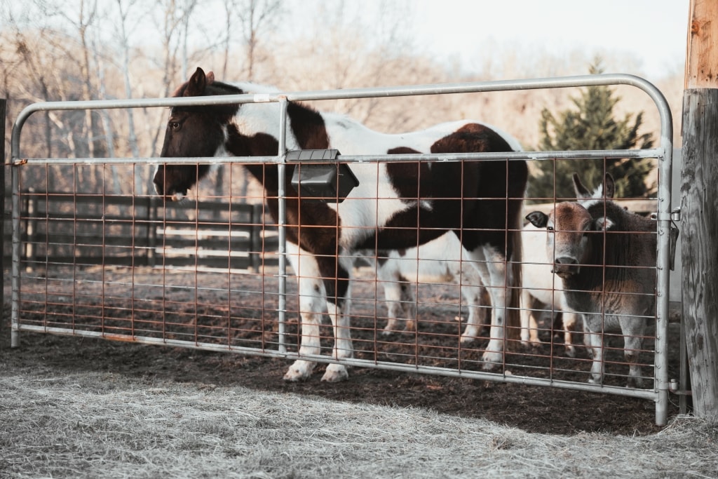 A fenced area is depicted, showcasing a horse with a black and white coat standing beside a miniature cow. The animals are seen in a natural setting, surrounded by trees and pastures, with grass visible on the ground.
