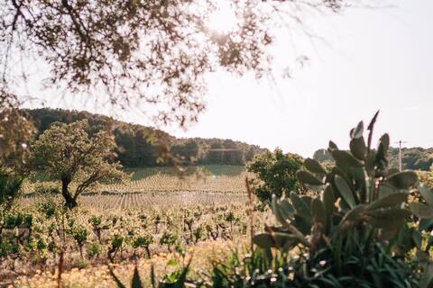 Quiet - Vineyards and Pine Forest - Pezenas