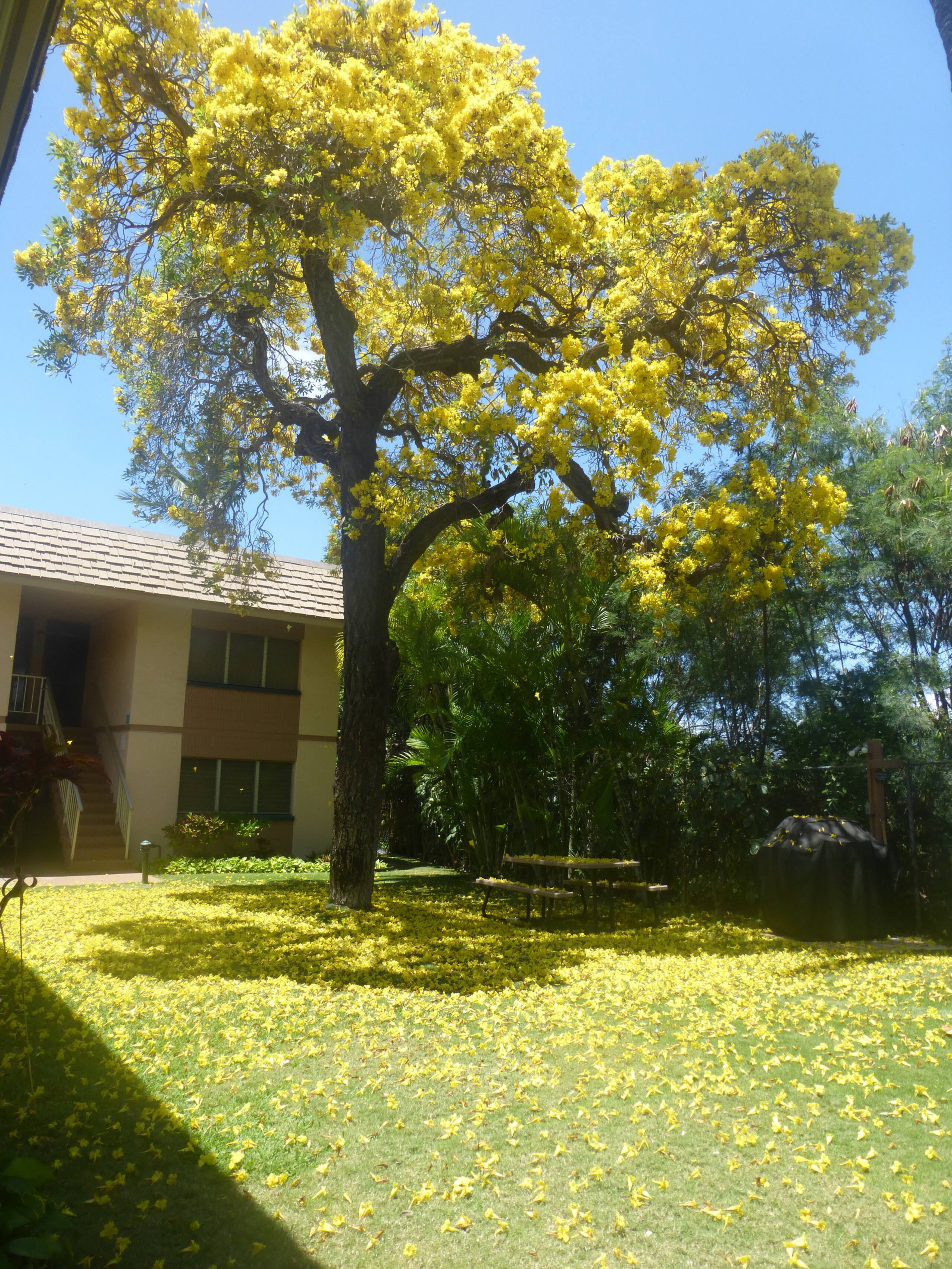 Maui Condo across fm Kam 2 in HOTEL Zoned Resort - Image 27
