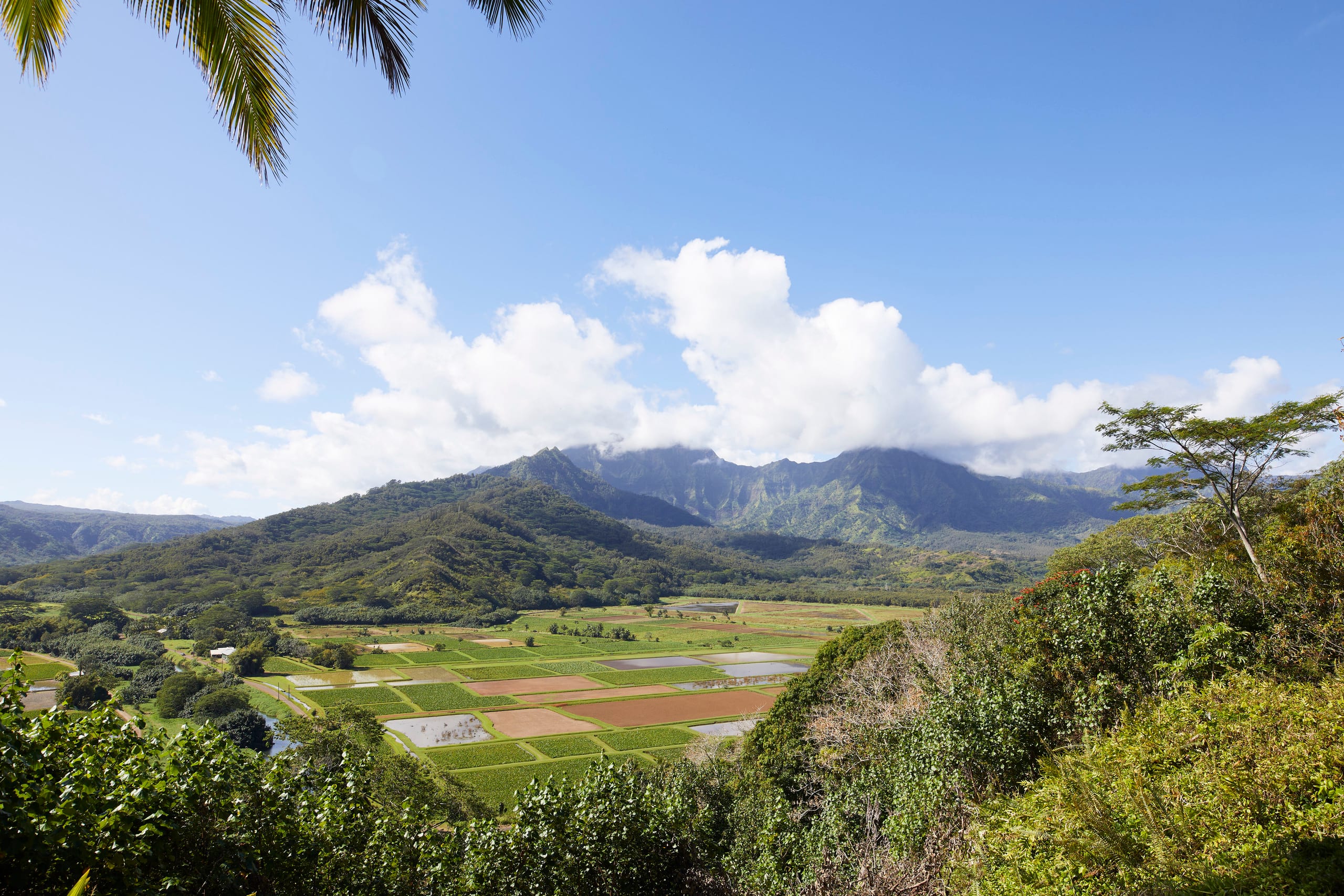 Condo in Princeville · ★5.0 · 3 bedrooms · 3 beds · 2.5 baths - Image 60