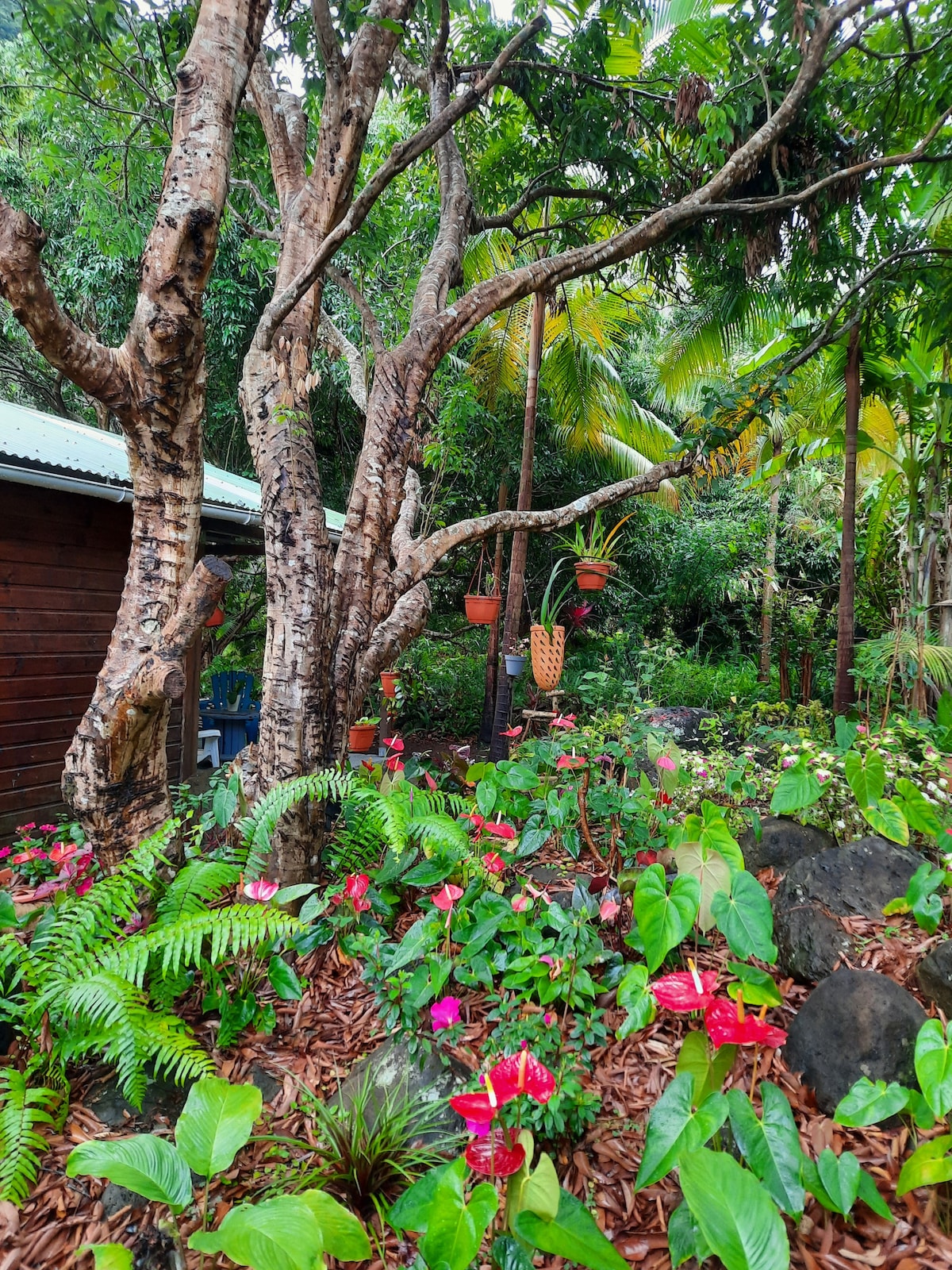 A lush garden is filled with vibrant flowers and tropical plants, featuring a mix of bright pink and green foliage. Tall trees provide shade, while pots of greenery hang from branches, enhancing the natural ambiance of the outdoor space.