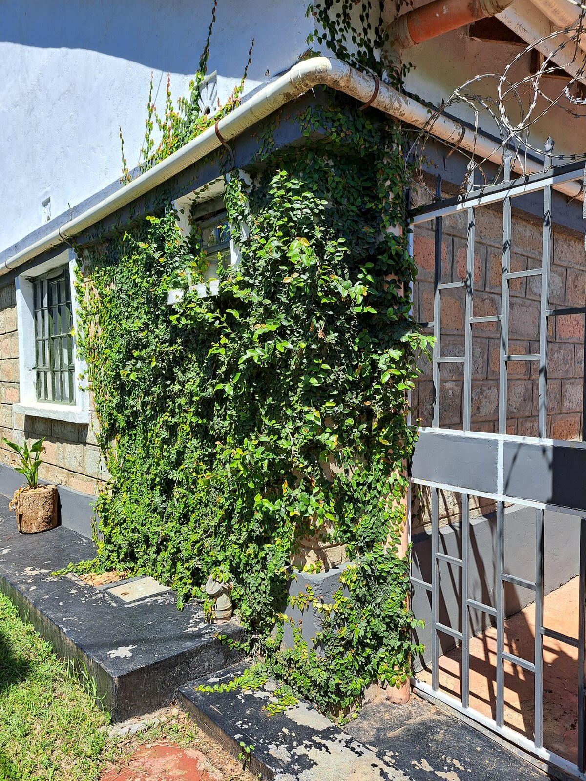 A stone wall covered in lush green vines is seen beside a metal gate with a geometric design. A small potted plant stands near the entrance, while a pathway leads to the door, showcasing a well-maintained garden space.