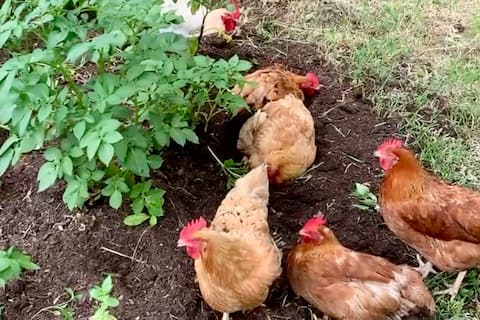 Top performing Airbnb: Earthwise Urban Farm and Casita in North Lamar Rundberg