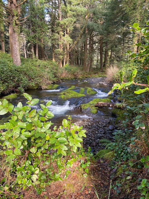 Bob Creek Cabin - Bob Creek Beach - Hot tub-Forest