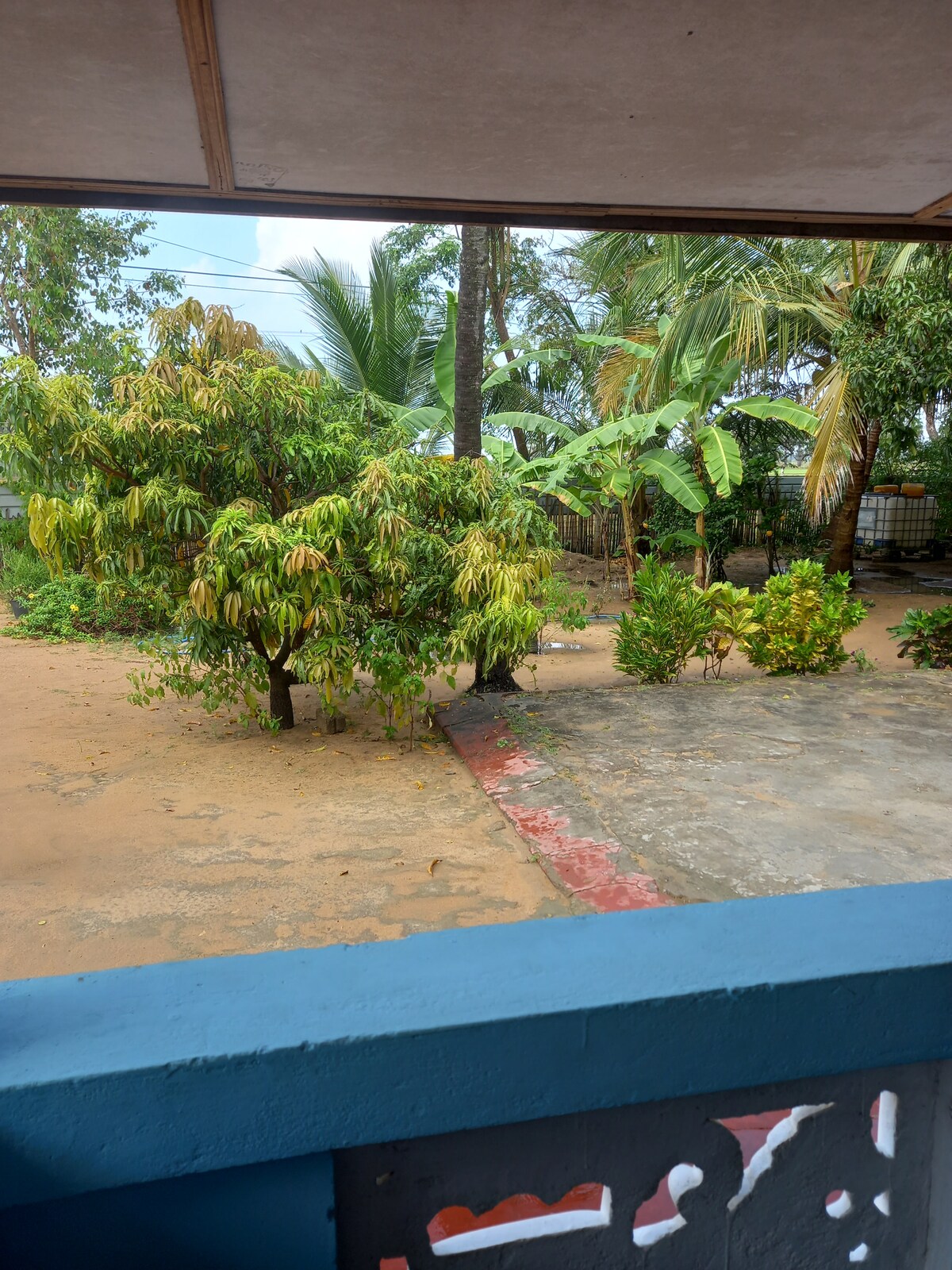 A view from a balcony showcases a garden filled with lush trees and greenery. A palm tree and a mango tree are visible, surrounded by a stone pathway that leads to a sandy area. Natural light highlights the vibrant foliage.