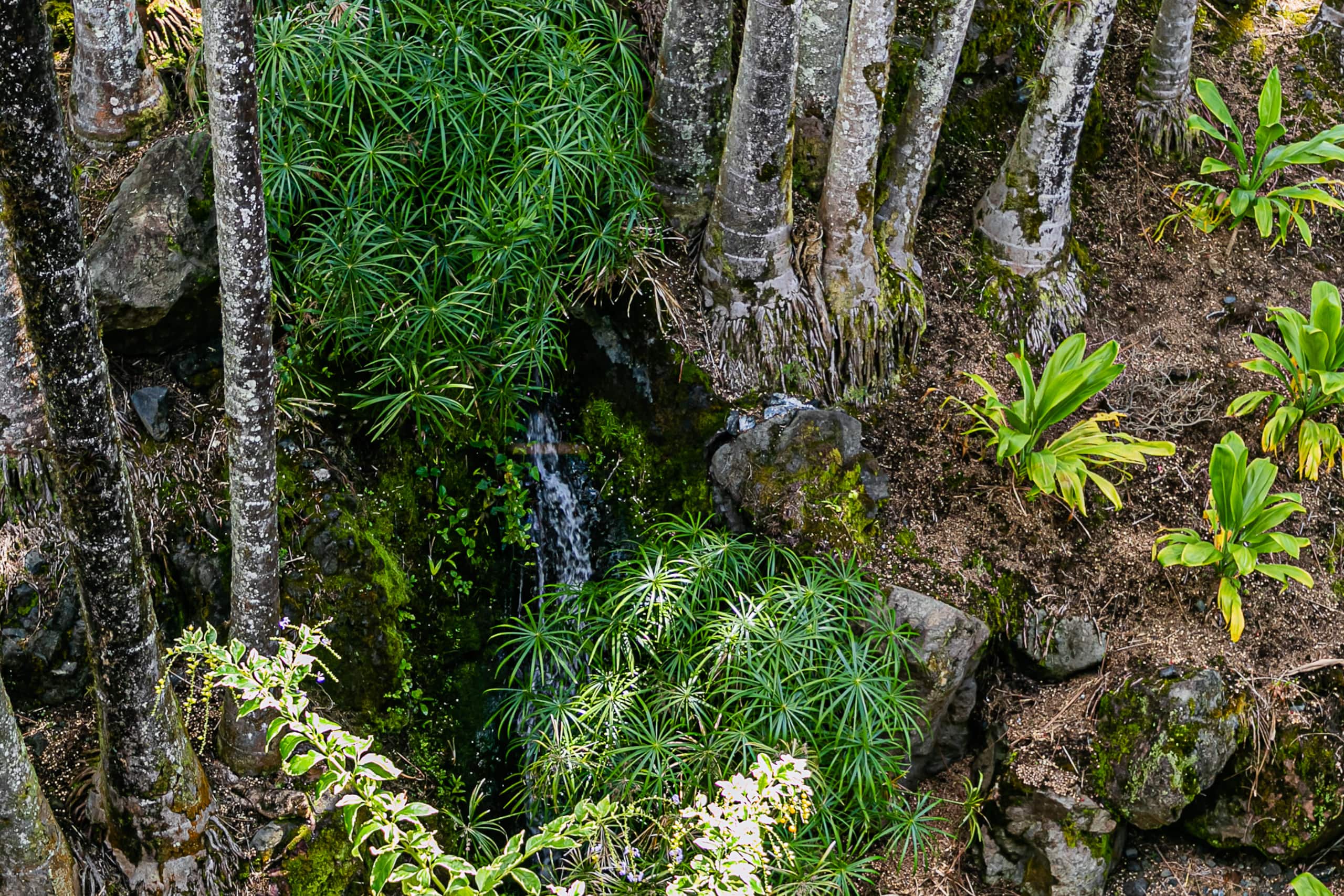 Condo in Hilo · ★4.58 · 1 bedroom · 1 bed · 1 bath - Image 19