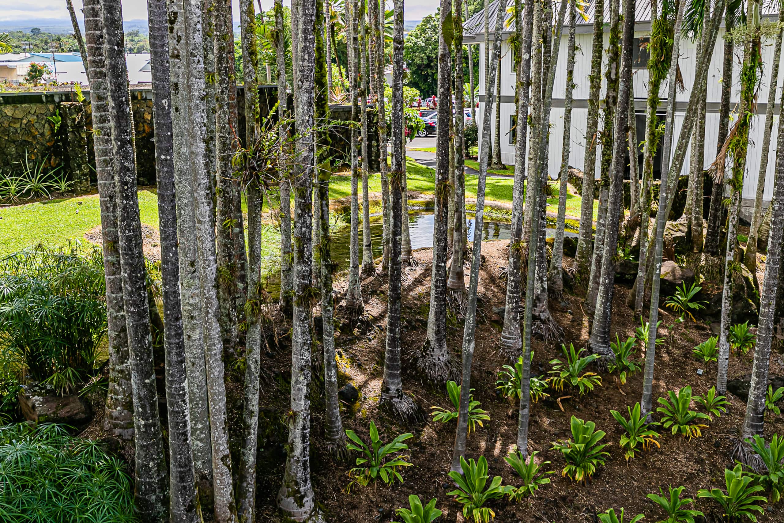 Condo in Hilo · ★4.58 · 1 bedroom · 1 bed · 1 bath - Image 21