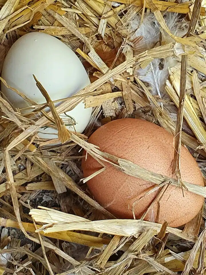 A close-up view of two eggs resting on a bed of straw. One egg is light-colored, while the other is a warm brown. The surrounding straw adds a natural texture, with subtle details of hay and feathers visible.