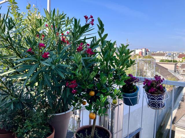 Rooftop OASIS in the heart of Vienna gallery image 4