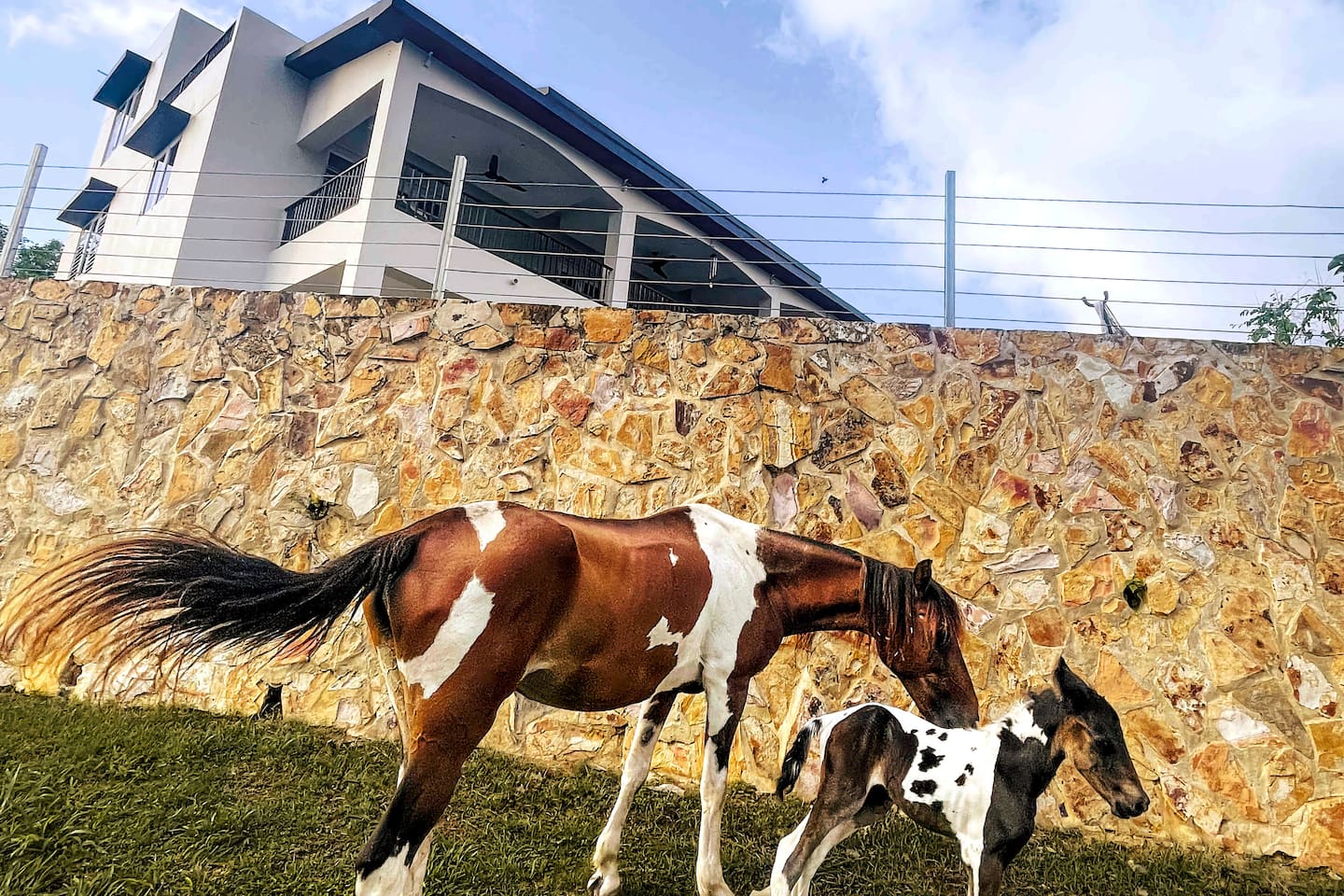 Exterior 2 - horses on the property