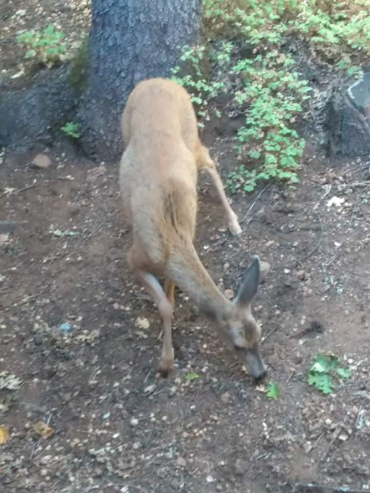 10 Best Airbnb Vacation Rentals Near Lassen Volcanic National Park, USA