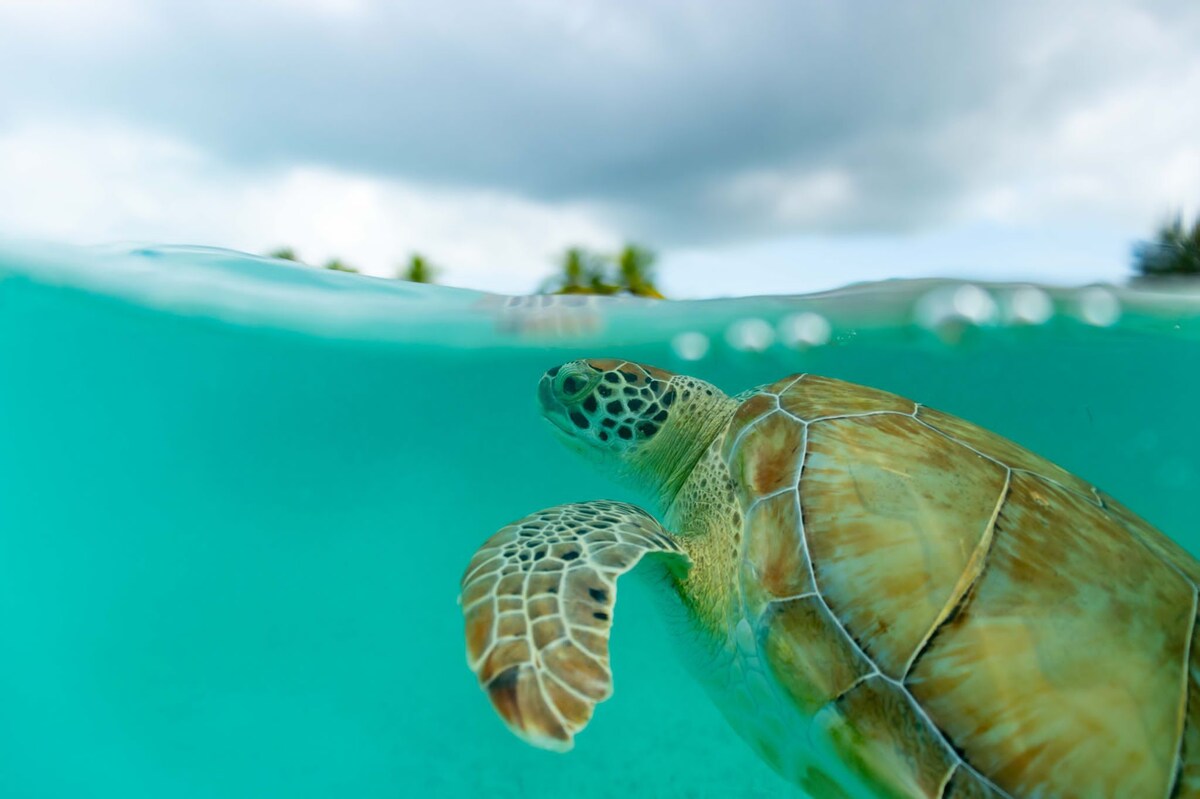 An elegant sea turtle swims gracefully through clear turquoise water, showcasing its intricate shell patterns and gentle movements. Above the water, a cloudy sky is visible, framed by hints of lush greenery in the distance.