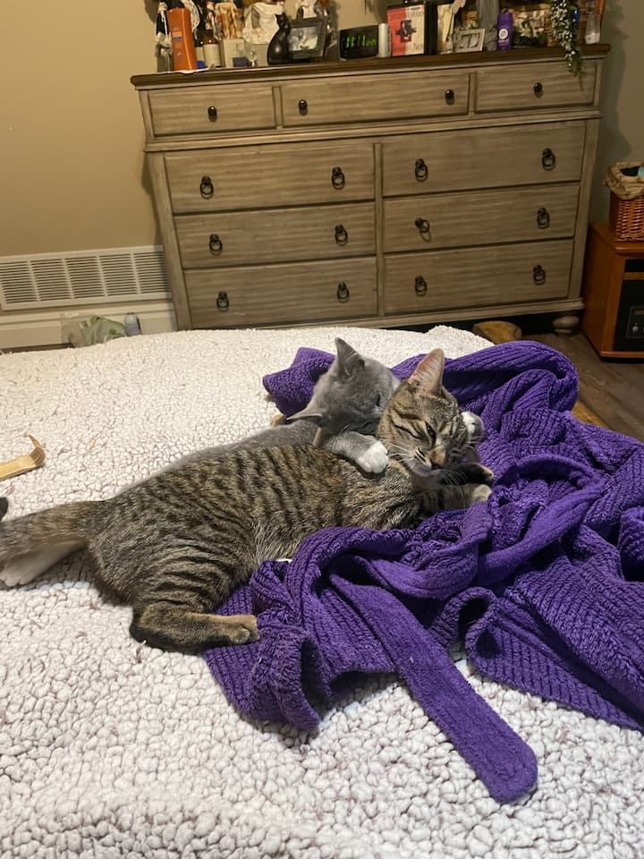 A pripomíname, že doma sú zvieratá.