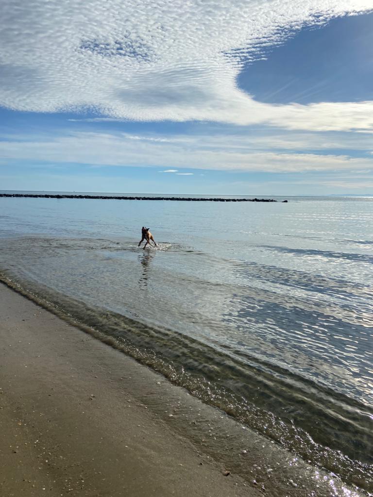 A calm beach scene features gentle waves lapping at the shore, with a dog playing in the shallow water. The sky is bright with soft, wispy clouds contrasting against the tranquil blue of the water. The beach sand appears smooth and inviting.