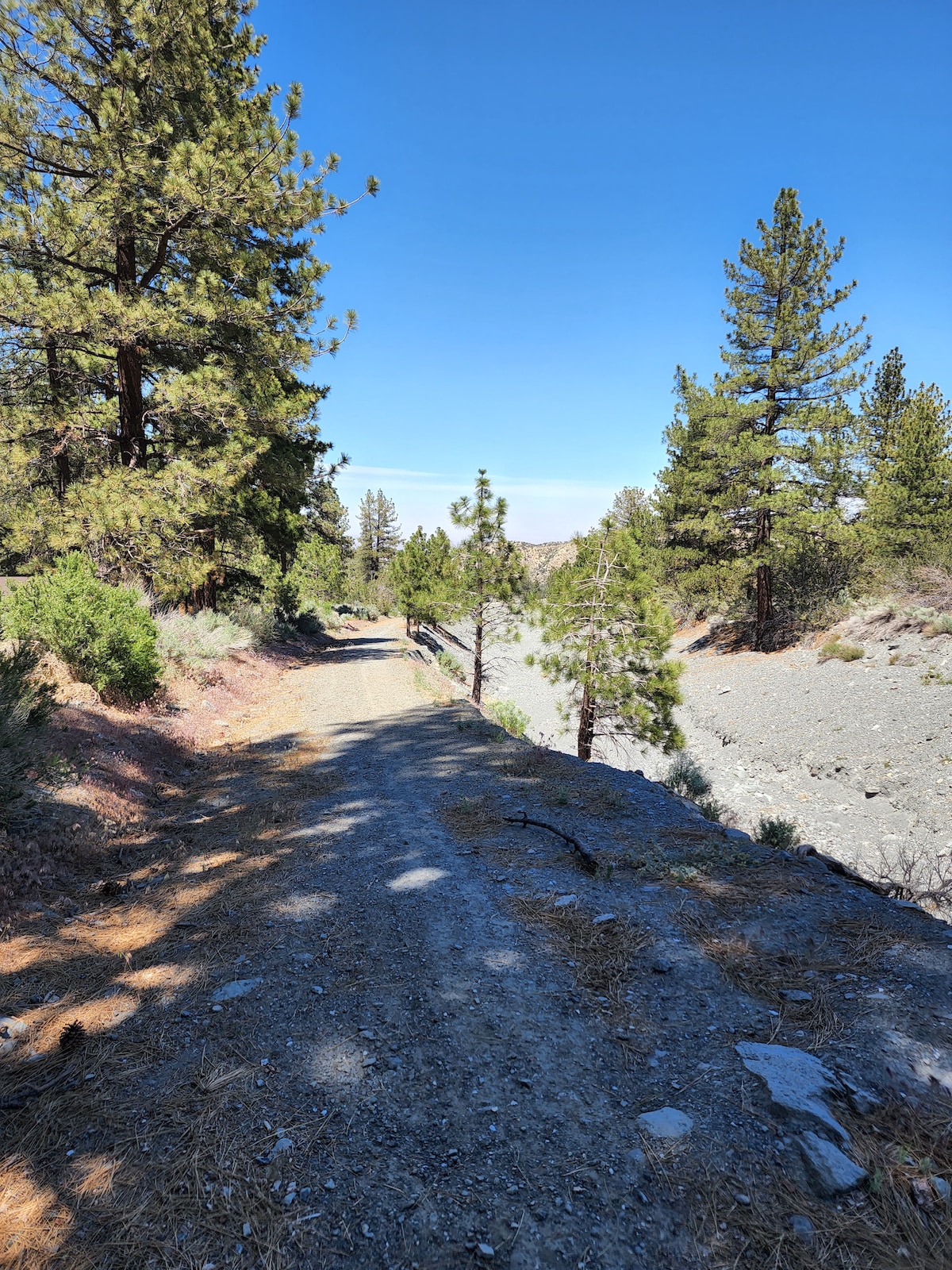 A calm walking trail winds through a forested area, bordered by tall pine trees on either side. The gravel path leads alongside a seasonal creek, with rocky banks visible. A clear blue sky and sunlight enhance the natural beauty of the serene landscape.