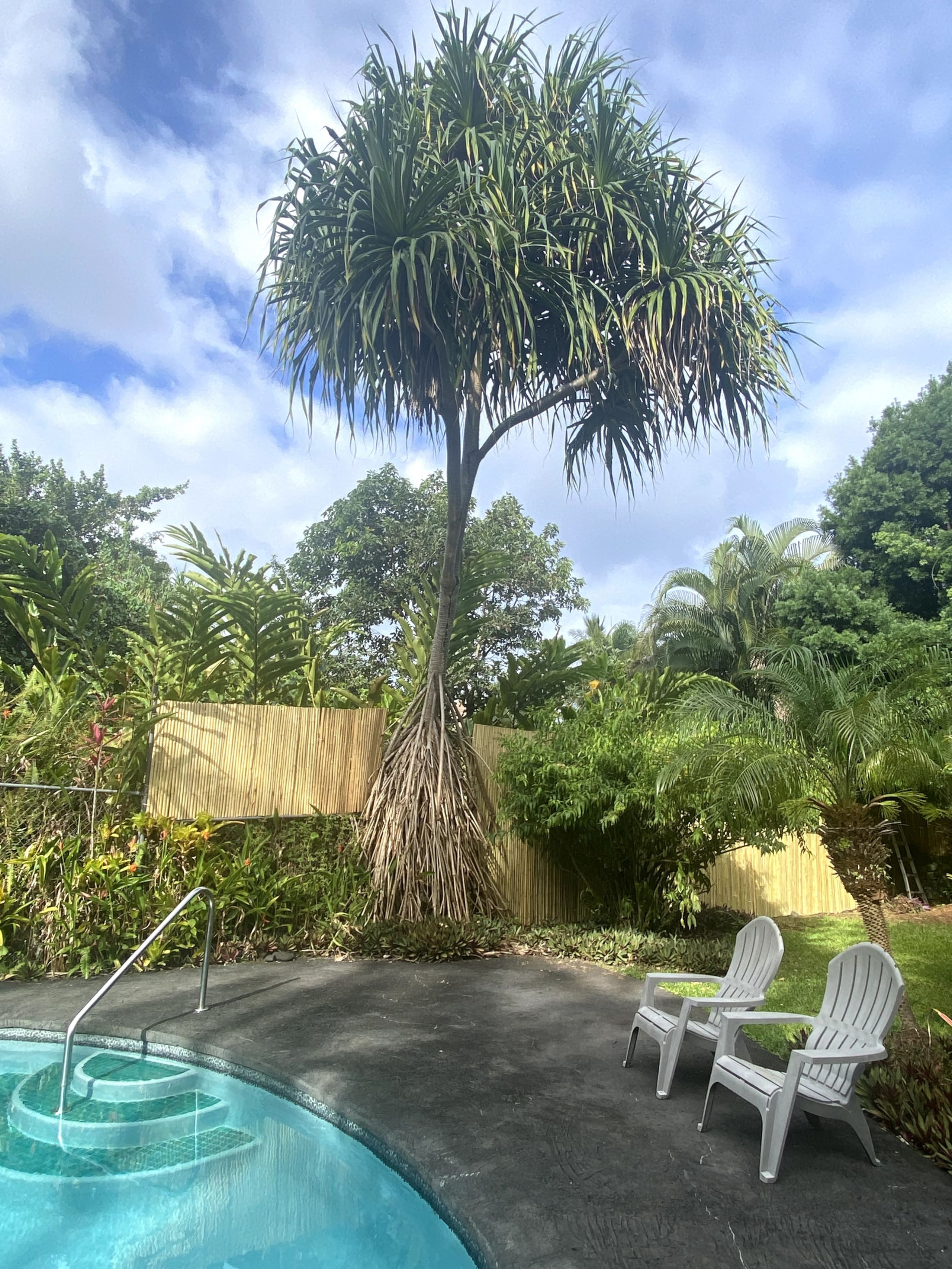 Home in Pahoa · ★4.93 · 1 bedroom · 1 bed · 1.5 baths - Image 31
