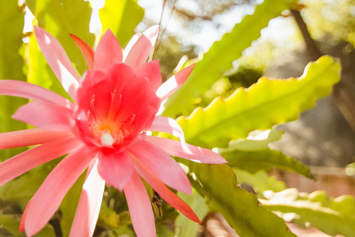 A vibrant pink flower emerges prominently from lush green foliage, showcasing delicate petals that radiate outward. The background is softly blurred, allowing the intricate details of the flower and leaves to stand out against a gentle sunlight.