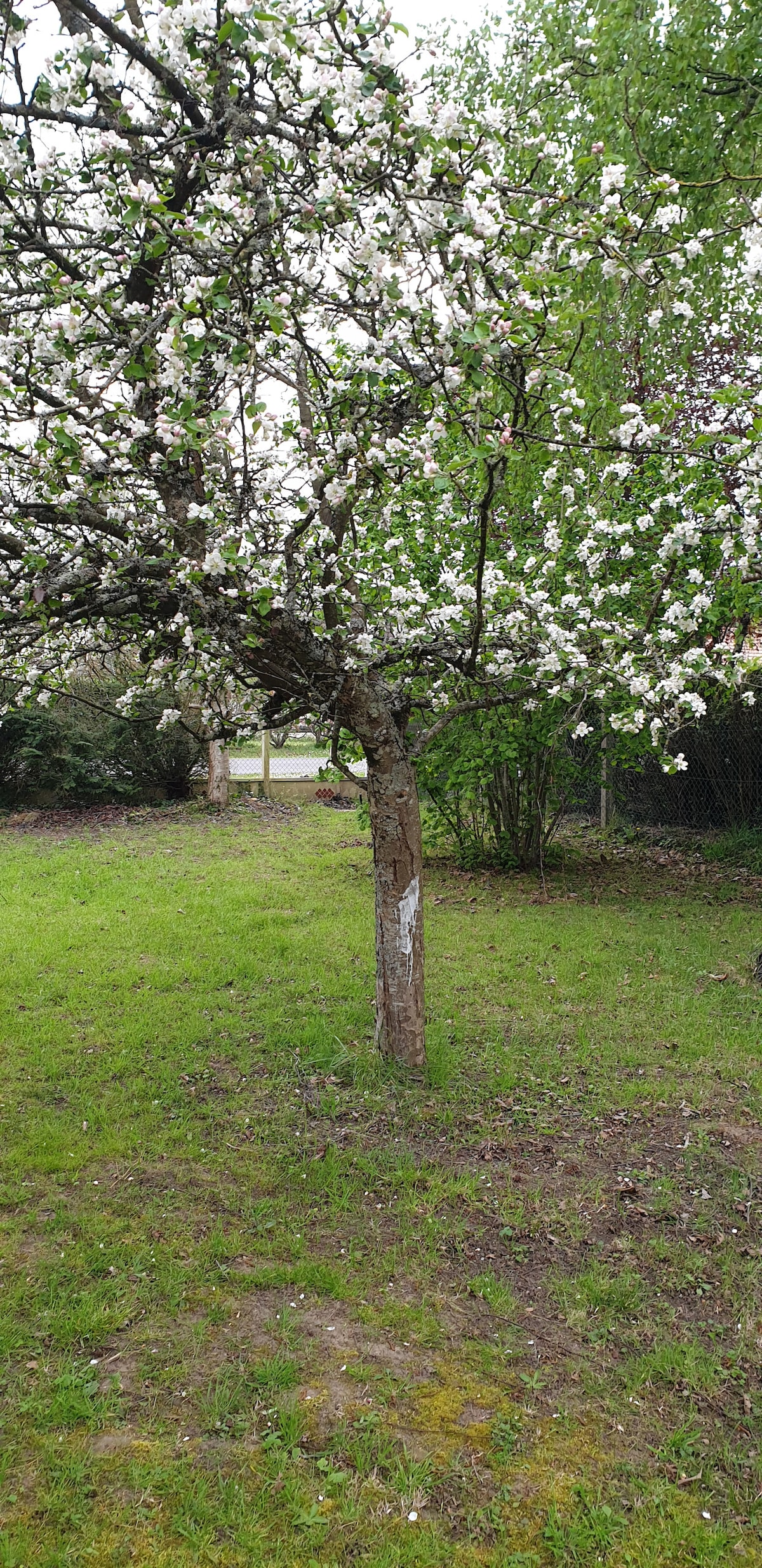 A blooming fruit tree with white flowers is set against a lush green lawn. The tree's gnarled trunk adds character to the landscape, while the surrounding grass provides a natural and serene environment.