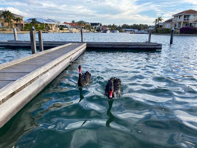 Luxury Canal home in Halls Head with private jetty gallery image 2