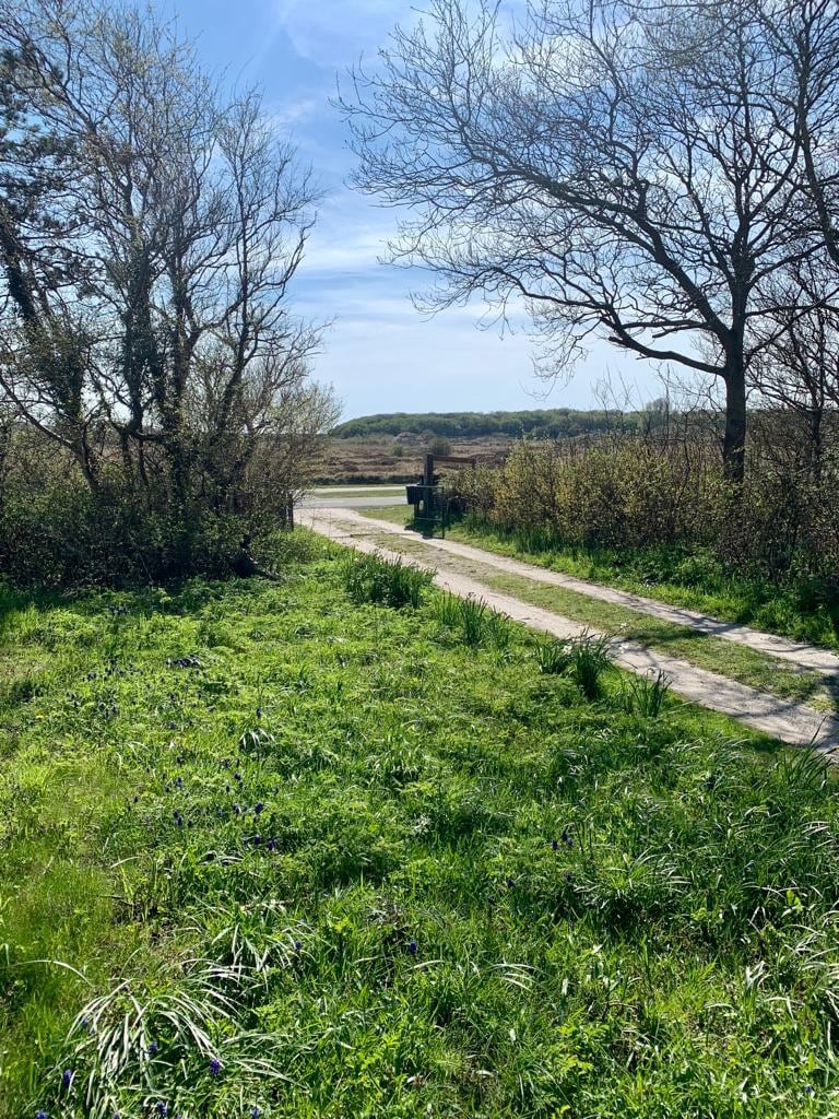 A serene pathway winds through lush greenery, bordered by trees and wildflowers. The bright blue sky adds to the tranquil atmosphere as the path leads towards the horizon, inviting exploration. Sunlight filters through the branches, casting gentle shadows on the grass.
