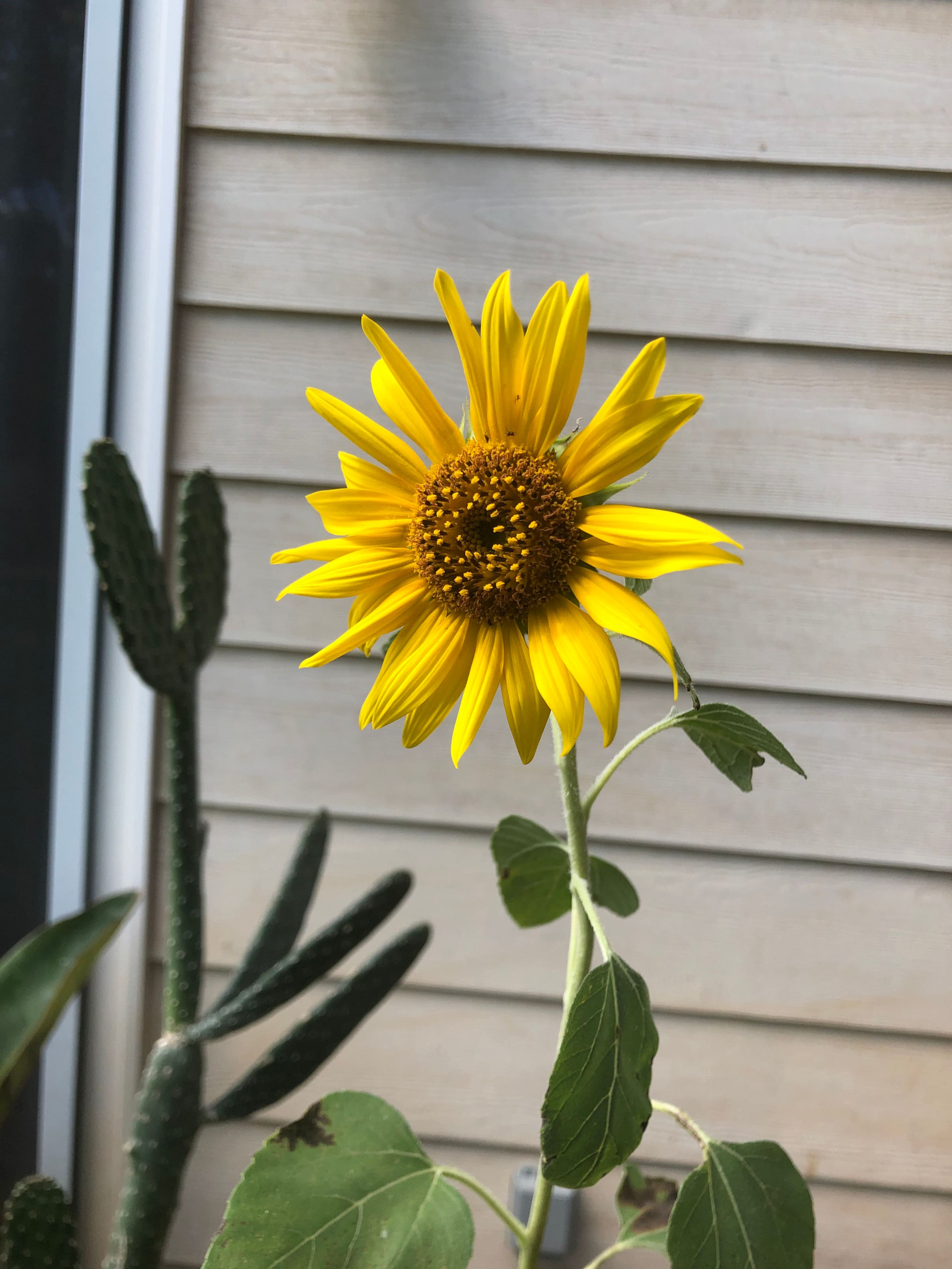 Sunflower Suite - Your Secret Garden - Image 1