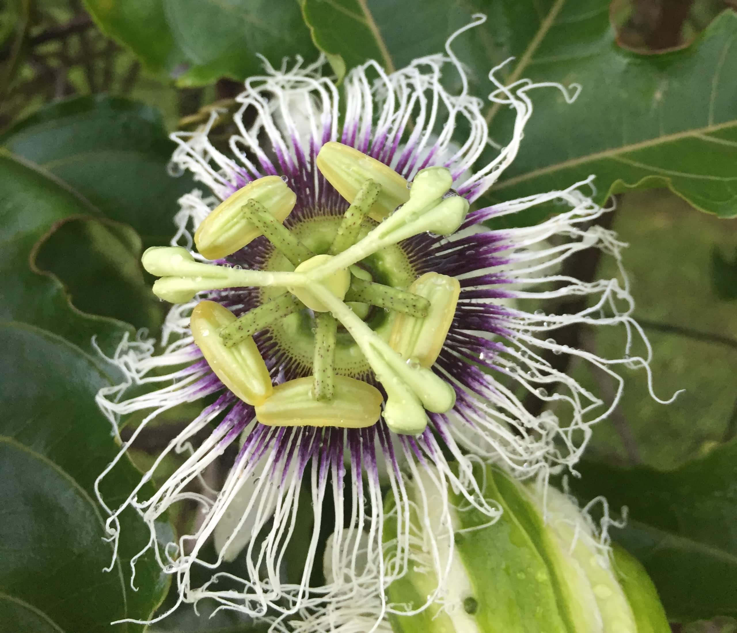 Puna Rainforest Retreat Hotspring: Purple Passion - Photo 12