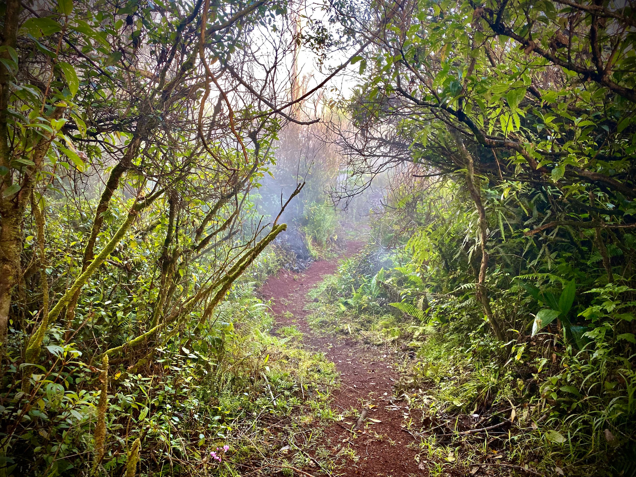 Puna Rainforest Retreat Hotspring: Purple Passion - Photo 10
