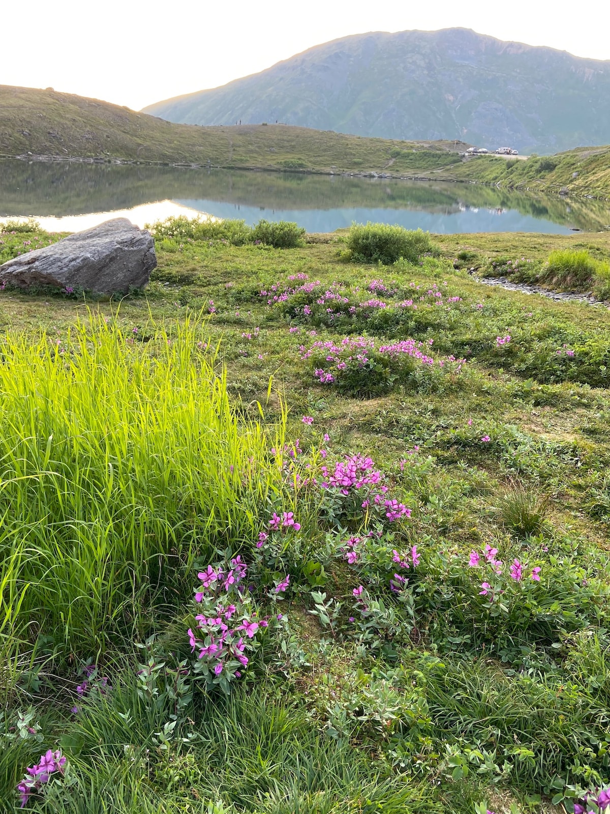 A scenic landscape showcases vibrant pink wildflowers interspersed among lush green grass. A calm body of water reflects the surrounding mountains, enhancing the tranquil setting. The gentle slope leading to the water is dotted with natural rocks, creating a serene outdoor environment.