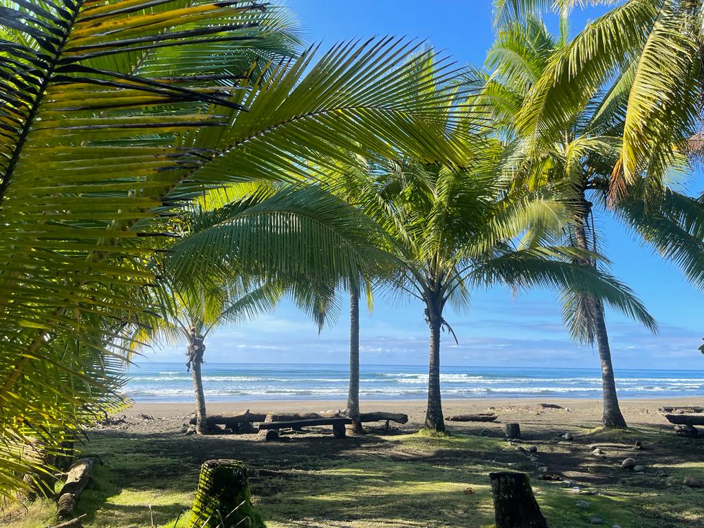 Lush palm trees frame a sandy beach, with gentle waves visible in the distance. The sky is clear, allowing sunlight to illuminate the shoreline. A tranquil atmosphere is created by the natural landscape, providing a peaceful view of the coastal environment.