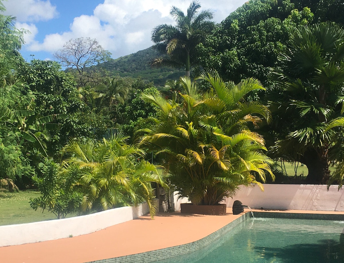 A tranquil outdoor area showcases a salt-water pool surrounded by lush tropical vegetation. Various palm trees and shrubs provide a natural backdrop. The clear blue sky peeks through the greenery, creating a serene atmosphere for relaxation.