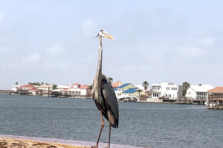 Heron House-Your waterfront nature, beach retreat