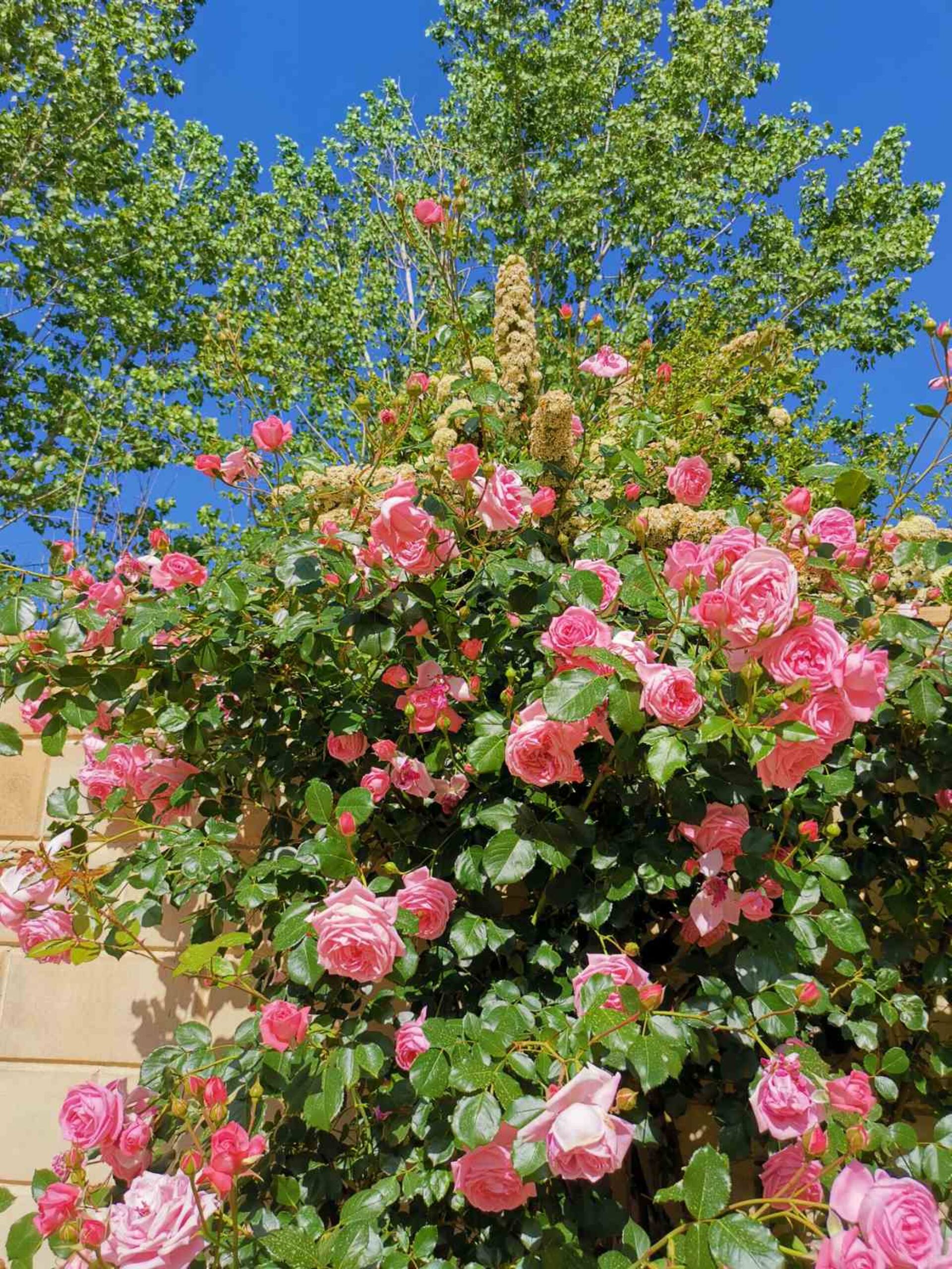 House of Roses — foto 5