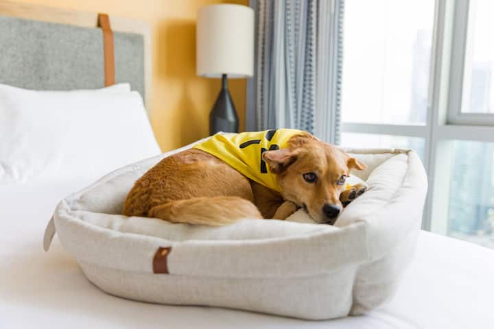 Kućni ljubimci dobrodošli